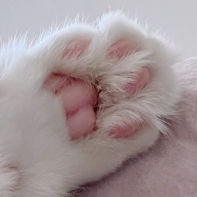 냥냥