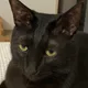 조블랙