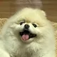 포메라니안