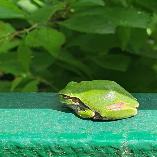 희야