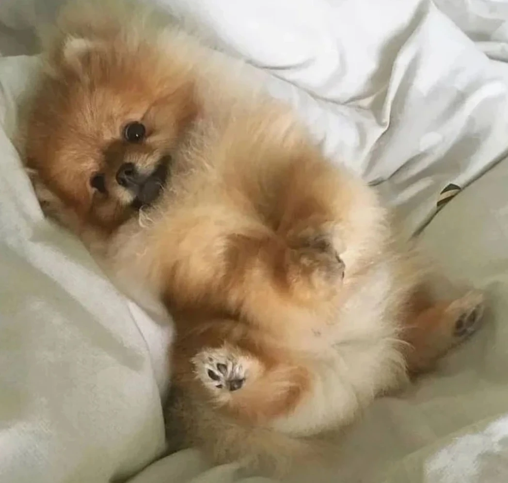 몬타나