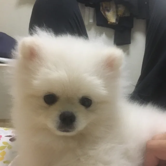 쿠쿠으오