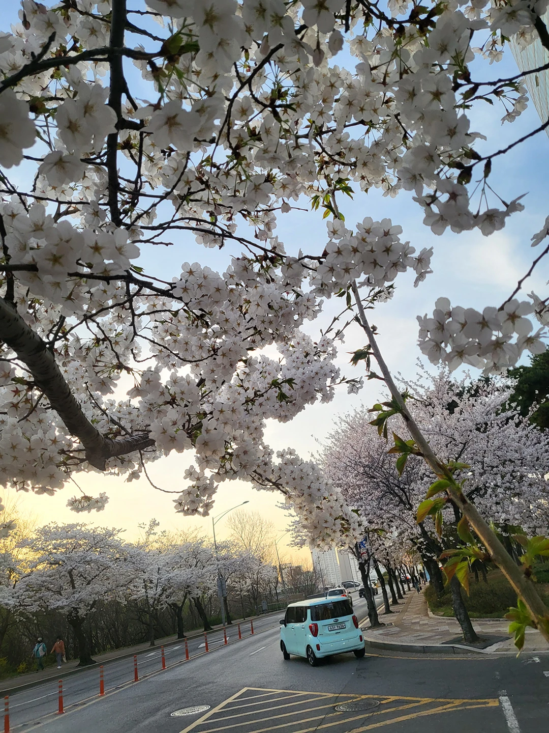 눈꽃