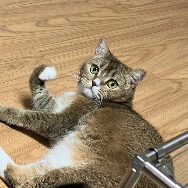 보리파파