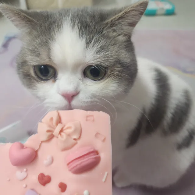 뮤파파