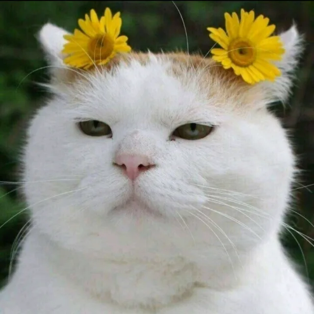 야옹