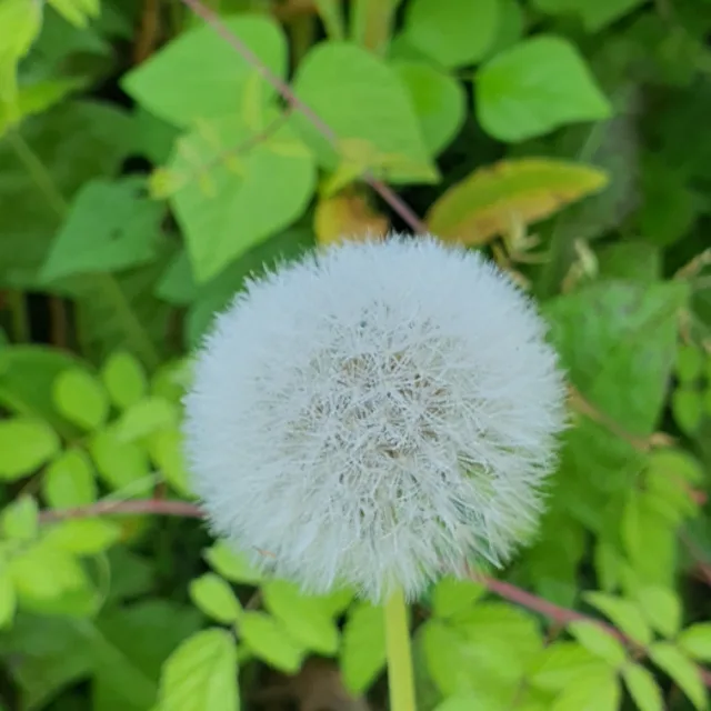새벽