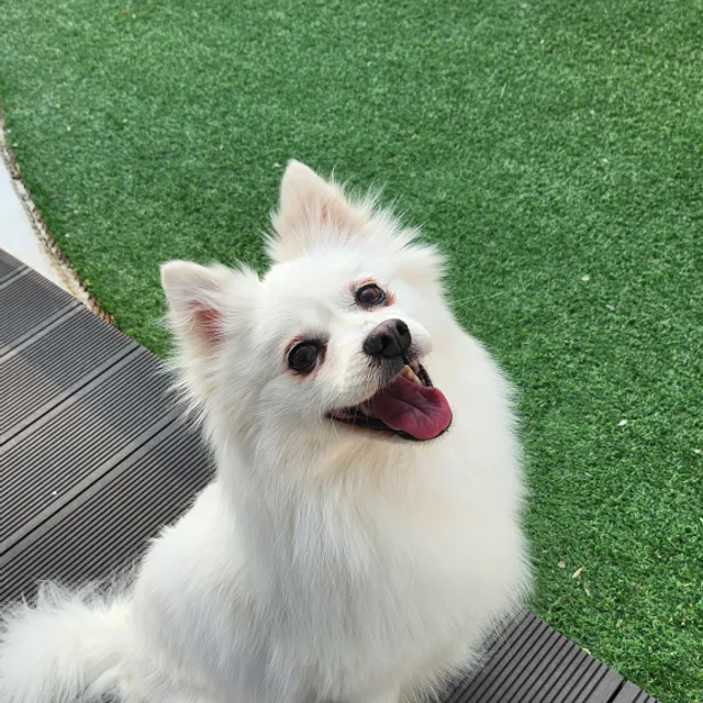 겨울언니