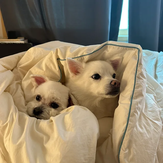 감댜에여