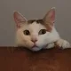 박기흥