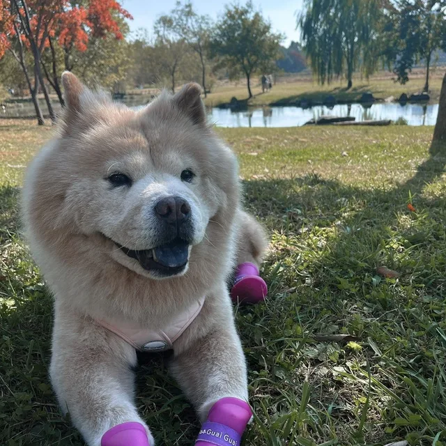 뽀숑이