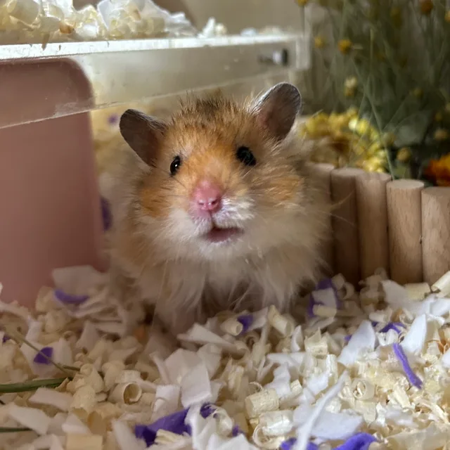 햄찌궁둥이