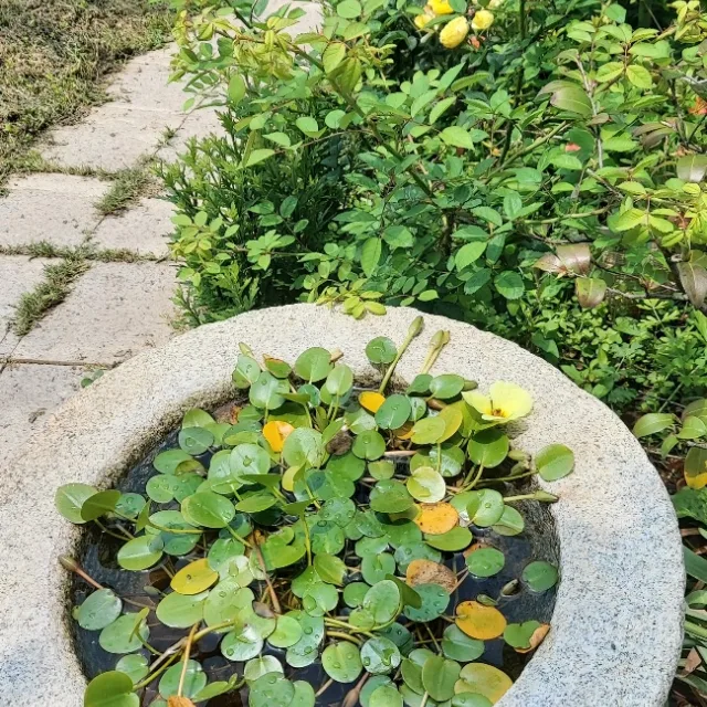 남양댁