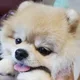 모카오빠