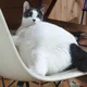 코토코