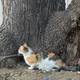 부리부리