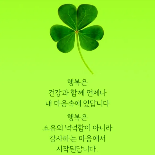 세잎클로버