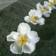 은빛