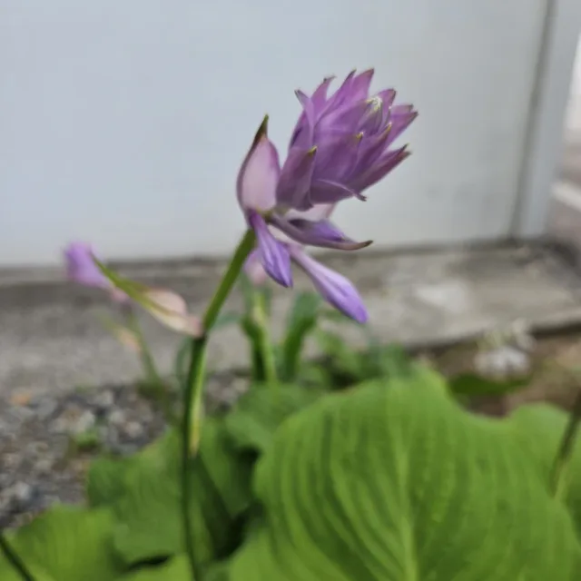 노랑병아리