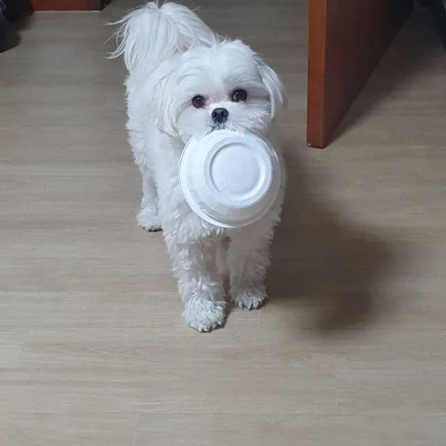 이로이