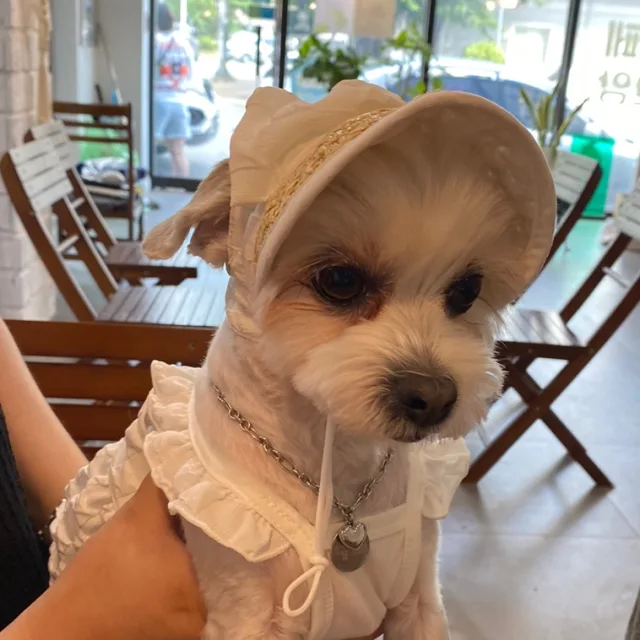 봉시기네