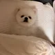 미미