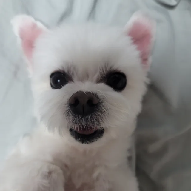 오도