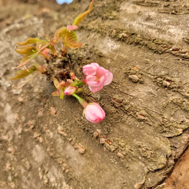 럭키