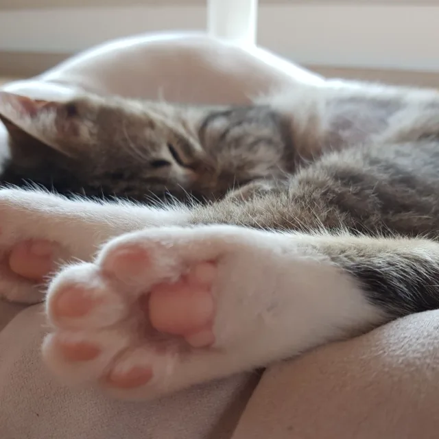 오복