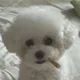 삼콩