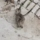 고구마랑우유