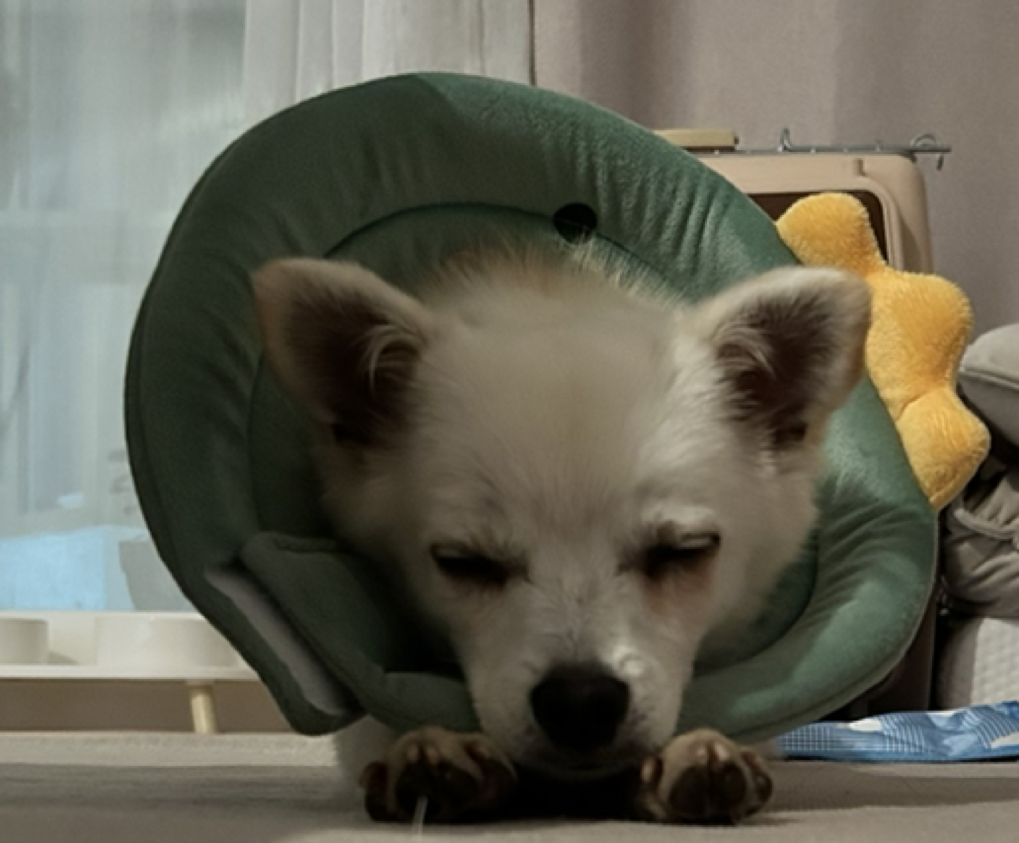 금비단