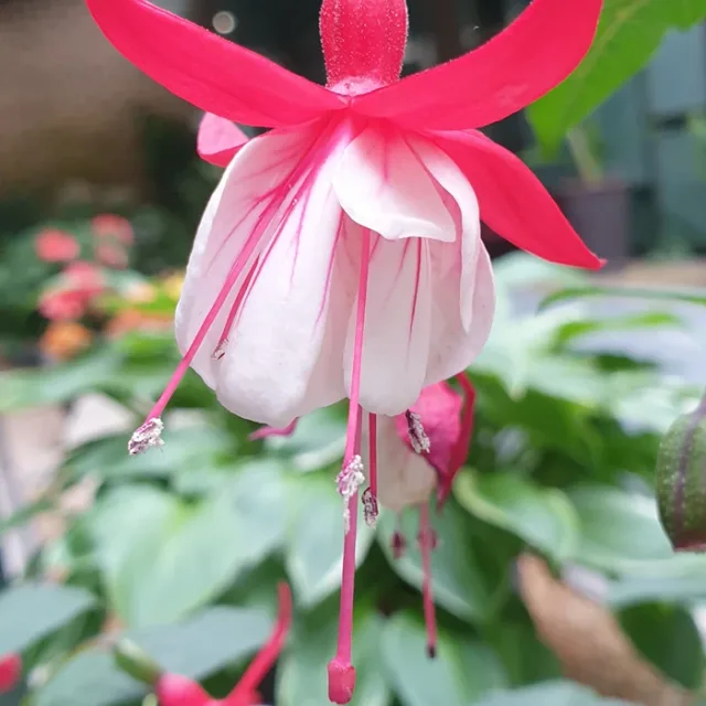 보론