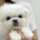 히야