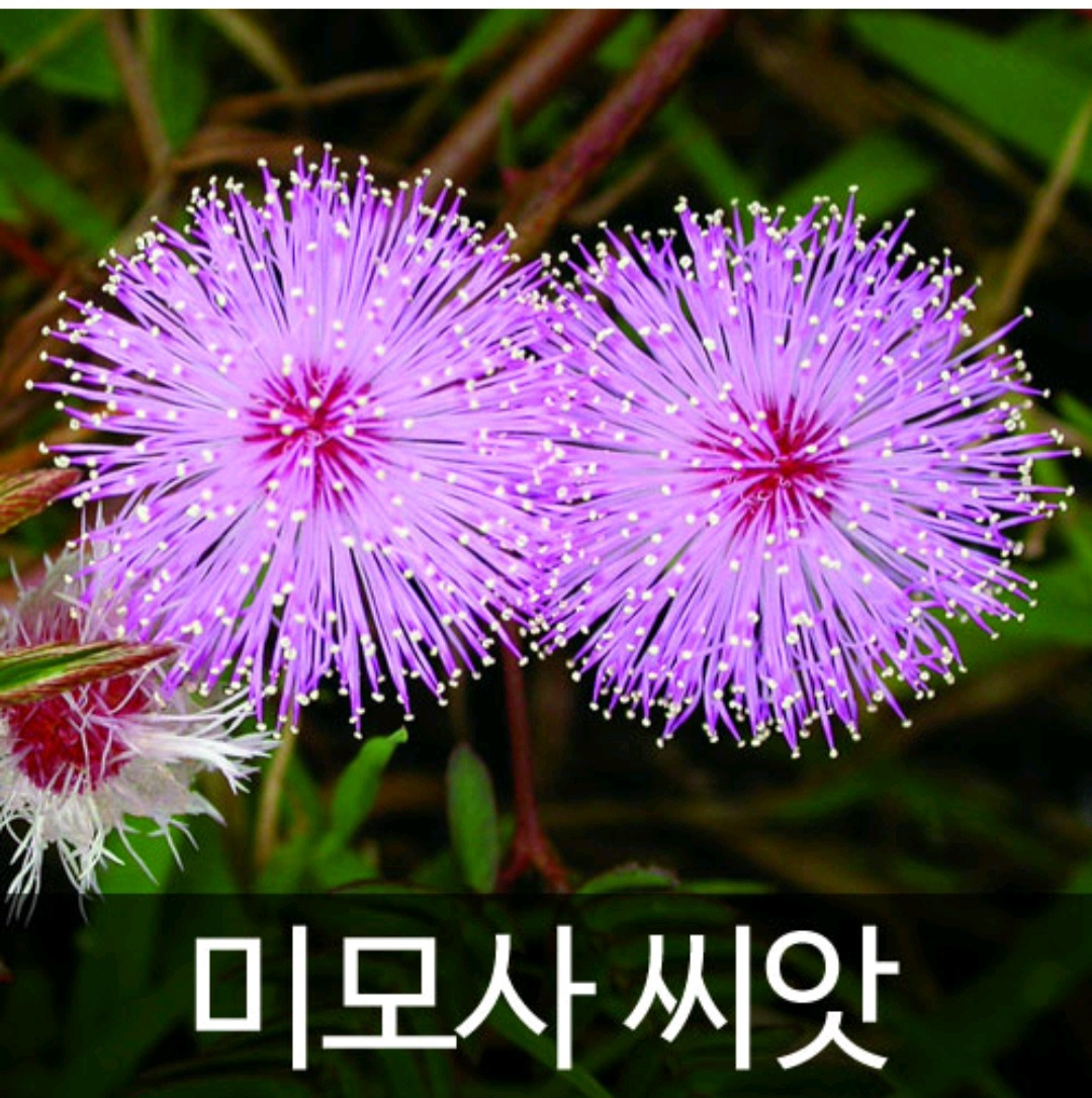 퀘이사