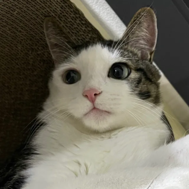 쿠킹덤홀릭