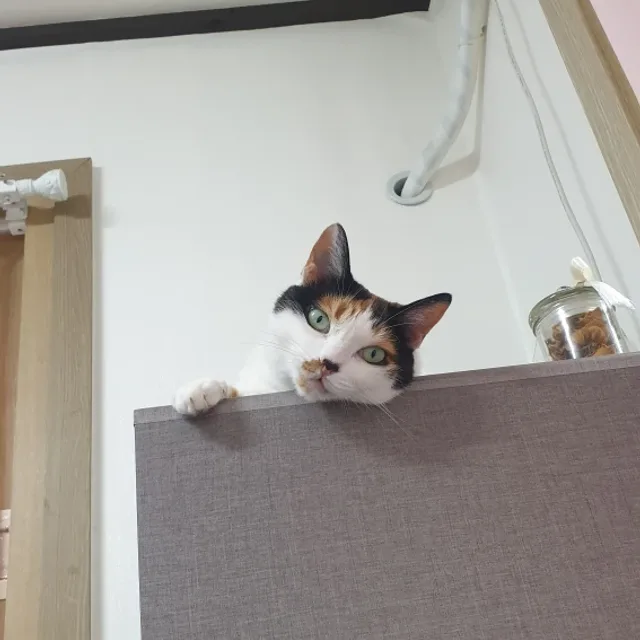 Cha