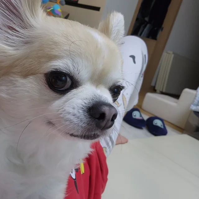 토토야
