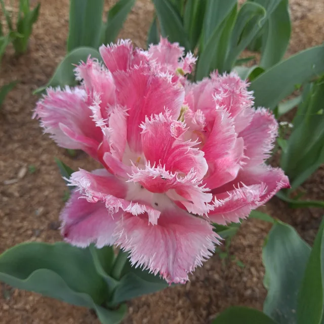 부라보