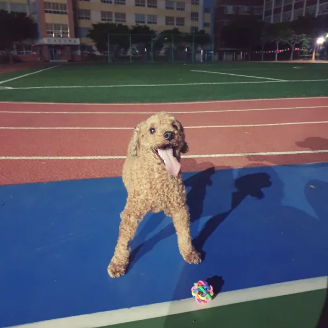 신프