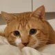 냥이행님