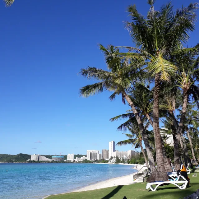 율마