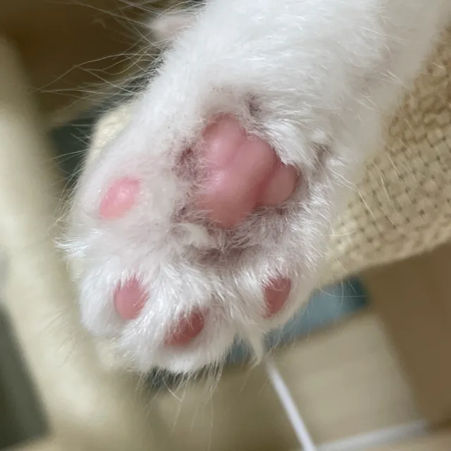 펀치냥냥