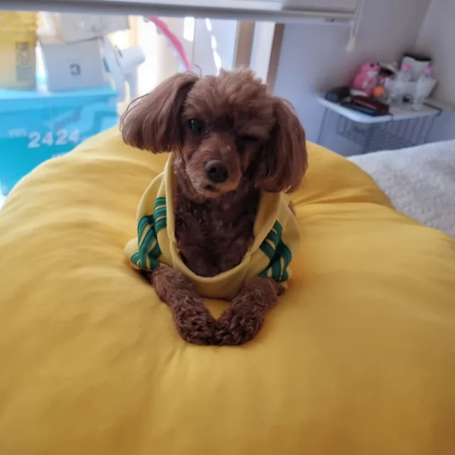 배디