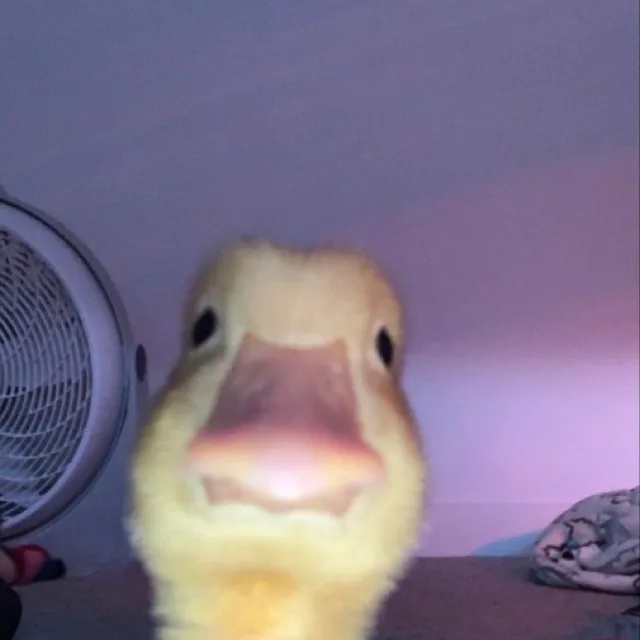 꾸꾸
