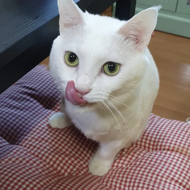 사지마세요입양하세요