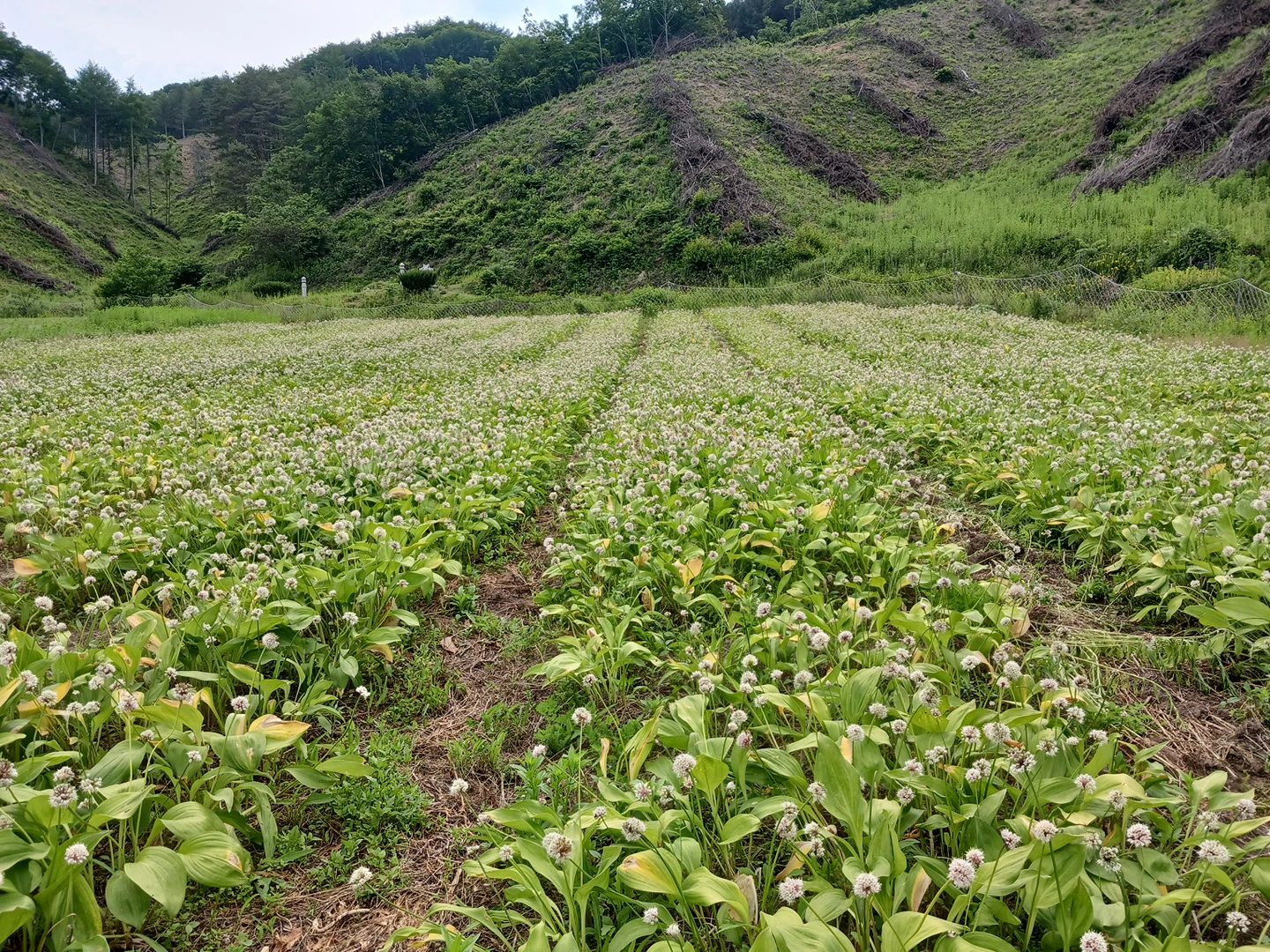 황덕순