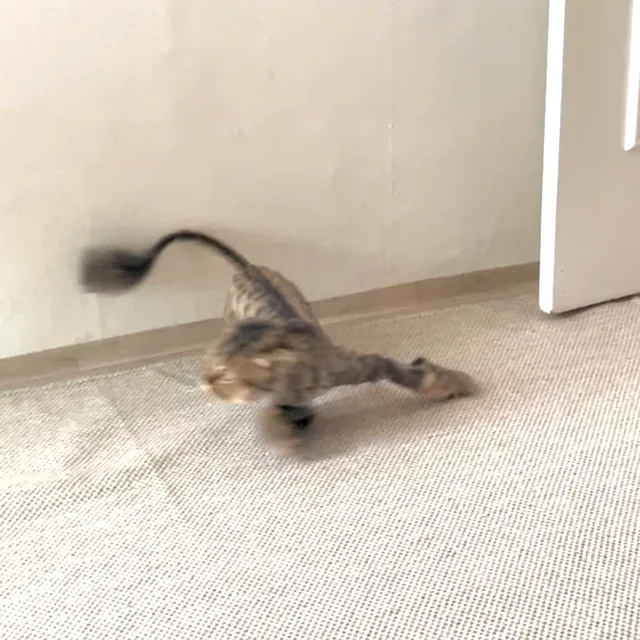 먀먀