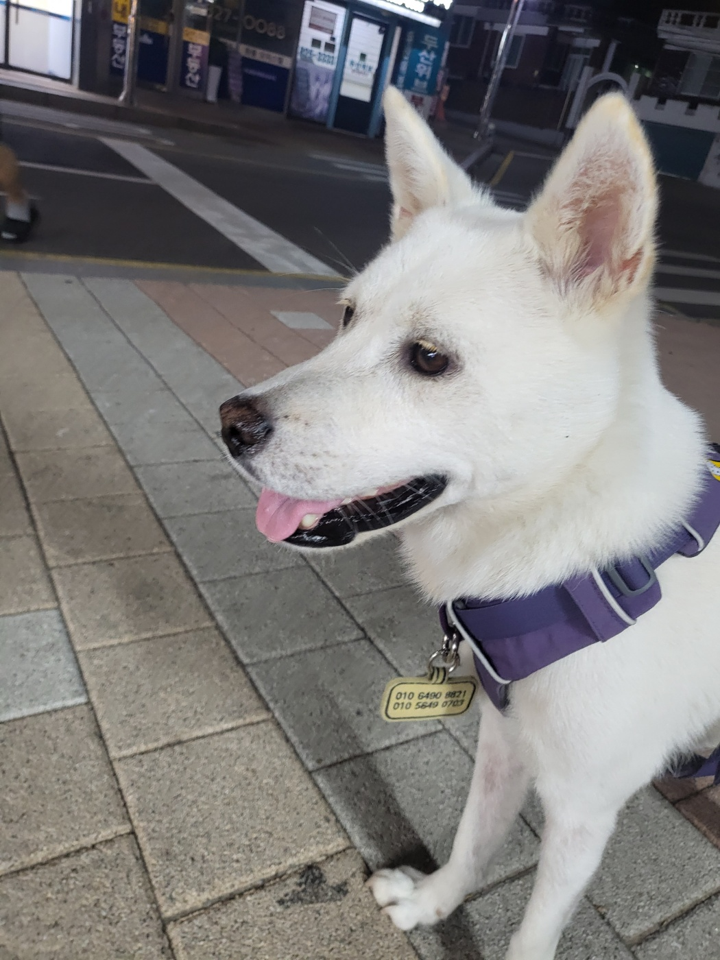 당근퐁당
