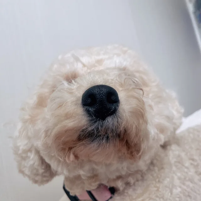 꽃길만